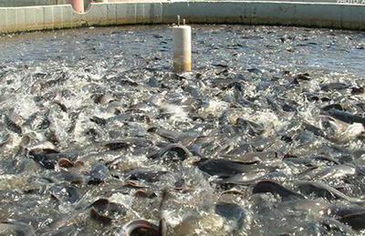 Aquaculture Cultivation Aeration