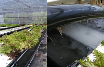 Hydroponics